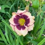 Hemerocallis fulvaLorea