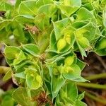 Euphorbia falcata 花