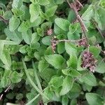 Origanum rotundifolium पत्ता