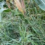 Panicum dichotomiflorum Flower