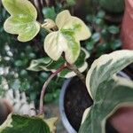 Hedera algeriensis Rantonnet ex C.MorrenЛист