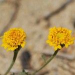 Chaenactis glabriuscula Flower