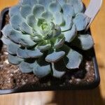Echeveria derenbergii Foglia