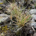 Festuca livida Агульны выгляд