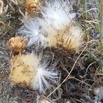 Rhaponticum coniferum फल