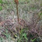 Aloe amudatensis Hábito