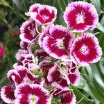 Dianthus barbatus Fleur