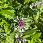 Centaurea lugdunensis Floro