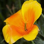 Eschscholzia lemmonii Fleur