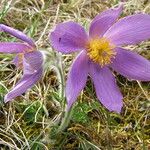 Pulsatilla vulgaris Flower