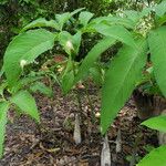 Sauromatum venosum Lehti
