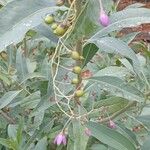 Solanum glaucophyllum Plod