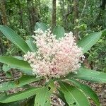 Tapeinosperma scrobiculatum Blüte