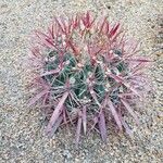 Ferocactus herrerae Hostoa