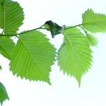 Ulmus laevis পাতা