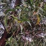 Acacia auriculiformis Fuelha