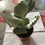 Kalanchoe rhombopilosa Lehti