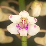 Aerides odorata Çiçek