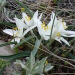 Leucocrinum montanum Flower