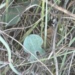 Rumex induratus পাতা