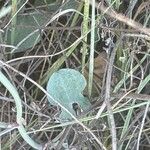 Rumex induratus Leaf