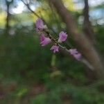 Hylodesmum glutinosum फूल