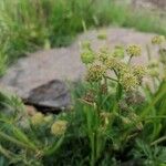 Epikeros pyrenaeus 花