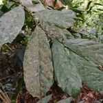 Dorstenia kameruniana Лист