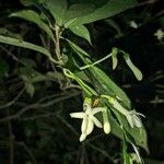 Amphirrhox longifolia Květ