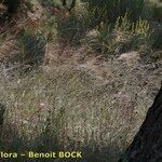 Stipella parviflora 形態