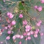 Clerodendrum trichotomumFlower