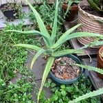 Aloe thraskii Hostoa