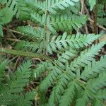 Dryopteris dilatata ഇല