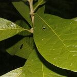 Aegiphila anomala Frunză