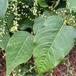 Persicaria virginiana Folha