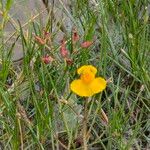 Utricularia australis Flower