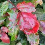Berberis repens Leaf