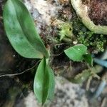 Angraecopsis elliptica Leaf