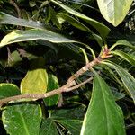 Corynocarpus laevigatus Folha