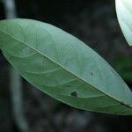 Ocotea leucoxylon Leaf