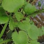 Saxifraga hirsuta Hoja