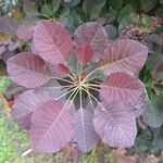 Cotinus coggygriaLapas