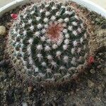 Mammillaria heyderi Fuelha