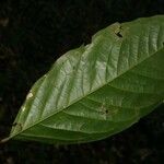 Poecilanthe hostmannii Hoja