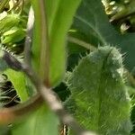 Valeriana locusta Blad