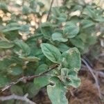 Shepherdia canadensis Leaf