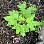 Ribes laxiflorum Hoja