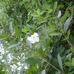 Rhabdadenia biflora Blomst