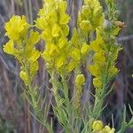 Linaria angustissimaFlor