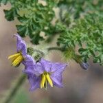 Solanum heterodoxum Flor